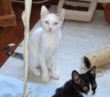 NILS, Katze, Thai-Siam in Walshausen - Bild 12