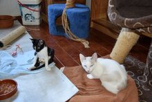 NILS, Katze, Thai-Siam in Walshausen - Bild 5