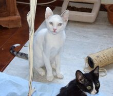 NILS, Katze, Thai-Siam in Walshausen - Bild 7