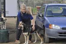 BILLY, Hund, Mischlingshund in Griechenland - Bild 1