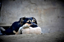 BILLY, Hund, Mischlingshund in Griechenland - Bild 10