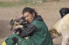 BILLY, Hund, Mischlingshund in Griechenland - Bild 11