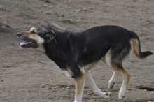 BILLY, Hund, Mischlingshund in Griechenland - Bild 2