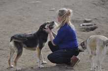 BILLY, Hund, Mischlingshund in Griechenland - Bild 5