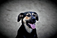 BILLY, Hund, Mischlingshund in Griechenland - Bild 6