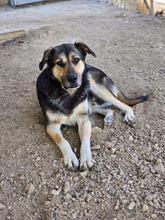 BILLY, Hund, Mischlingshund in Griechenland - Bild 9