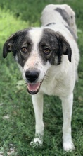 LOGINO, Hund, Mischlingshund in Griechenland - Bild 4