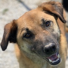 PETJO, Hund, Mischlingshund in Griechenland - Bild 1