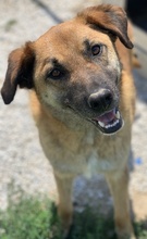 PETJO, Hund, Mischlingshund in Griechenland - Bild 8