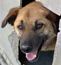 PETJO, Hund, Mischlingshund in Griechenland - Bild 9