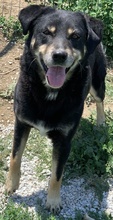 NABUCCO, Hund, Mischlingshund in Griechenland - Bild 4