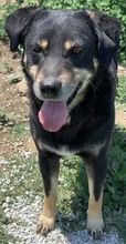 NABUCCO, Hund, Mischlingshund in Griechenland - Bild 5