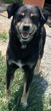 NABUCCO, Hund, Mischlingshund in Griechenland - Bild 8