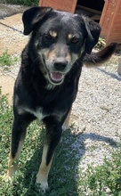 NABUCCO, Hund, Mischlingshund in Griechenland - Bild 9
