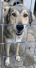 LORIOT, Hund, Mischlingshund in Griechenland - Bild 10