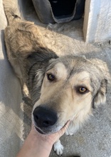 LORIOT, Hund, Mischlingshund in Griechenland - Bild 2