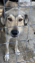 LORIOT, Hund, Mischlingshund in Griechenland - Bild 3