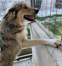 LORIOT, Hund, Mischlingshund in Griechenland - Bild 5