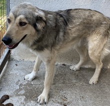 LORIOT, Hund, Mischlingshund in Griechenland - Bild 6