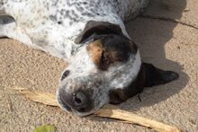 MORDRICK, Hund, Mischlingshund in Spanien - Bild 11
