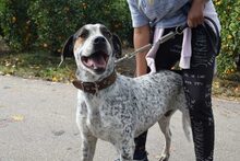 MORDRICK, Hund, Mischlingshund in Spanien - Bild 2