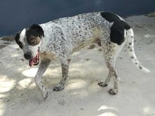 MORDRICK, Hund, Mischlingshund in Spanien - Bild 3