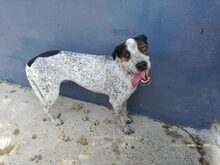 MORDRICK, Hund, Mischlingshund in Spanien - Bild 5