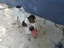 MORDRICK, Hund, Mischlingshund in Spanien - Bild 6