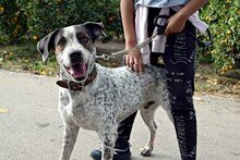 MORDRICK, Hund, Mischlingshund in Spanien - Bild 9