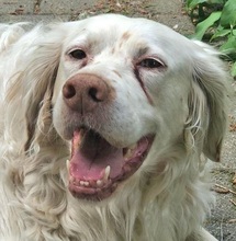 ISABEL, Hund, Mischlingshund in Köln - Bild 15