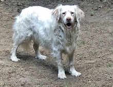ISABEL, Hund, Mischlingshund in Köln - Bild 17