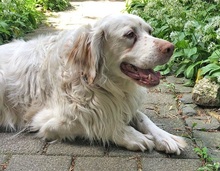 ISABEL, Hund, Mischlingshund in Köln - Bild 18