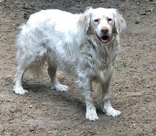 ISABEL, Hund, Mischlingshund in Köln - Bild 19