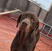 MILAGRO, Hund, Mischlingshund in Spanien - Bild 1