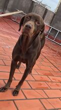 MILAGRO, Hund, Mischlingshund in Spanien - Bild 2