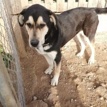 BETH, Hund, Mischlingshund in Spanien - Bild 1