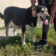 BETH, Hund, Mischlingshund in Spanien - Bild 3