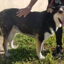 BETH, Hund, Mischlingshund in Spanien - Bild 4