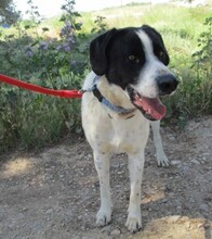 CLAU, Hund, Mischlingshund in Spanien - Bild 1