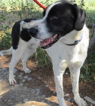 CLAU, Hund, Mischlingshund in Spanien - Bild 3