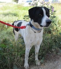 CLAU, Hund, Mischlingshund in Spanien - Bild 5