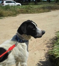 CLAU, Hund, Mischlingshund in Spanien - Bild 6