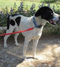 CLAU, Hund, Mischlingshund in Spanien - Bild 7