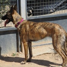 CLOW, Hund, Holländischer Schäferhund in Spanien - Bild 10