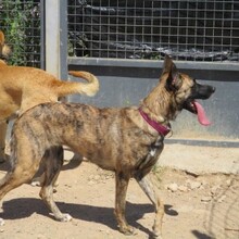 CLOW, Hund, Holländischer Schäferhund in Spanien - Bild 3