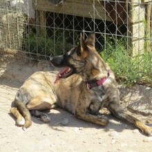 CLOW, Hund, Holländischer Schäferhund in Spanien - Bild 4