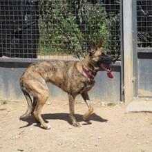 CLOW, Hund, Holländischer Schäferhund in Spanien - Bild 8