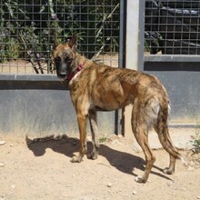 CLOW, Hund, Holländischer Schäferhund in Spanien - Bild 9