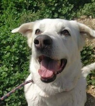 DANNA, Hund, Mischlingshund in Spanien - Bild 1