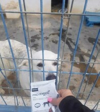 DANNA, Hund, Mischlingshund in Spanien - Bild 2